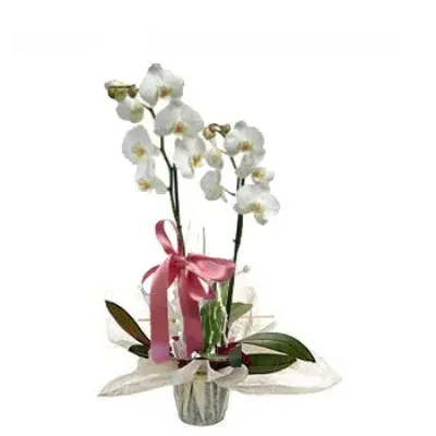 Weiße Orchidee mit zwei Rispen und rosa Schleife