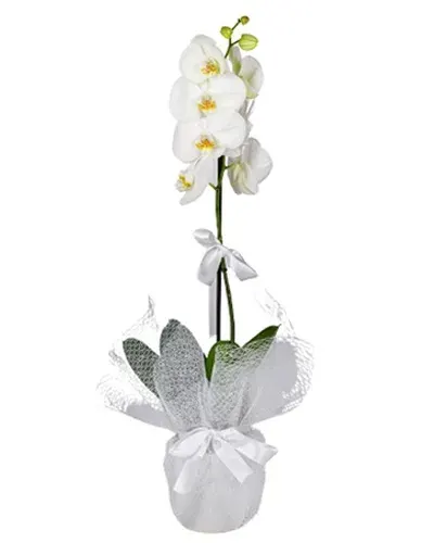 Weiße Orchidee mit einer Rispe in weißem Tüll