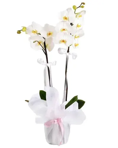 Weiße Orchidee mit zwei Rispen in weißem Tüll