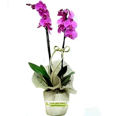 Fuchsia-Orchidee in Jute-Verpackung
