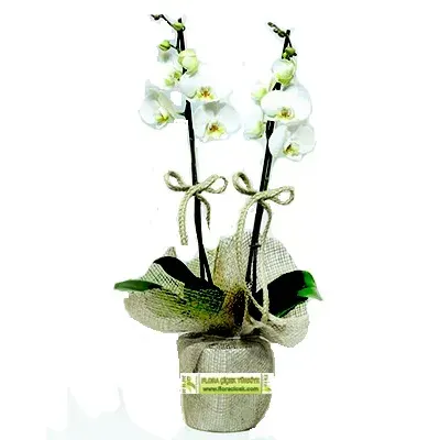 Weiße Orchidee in Jute-Verpackung