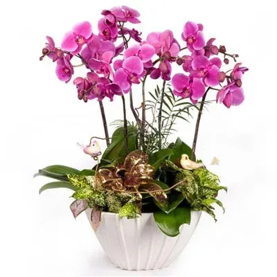 Rosa Orchideen-Arrangement mit 5 Rispen in Keramik