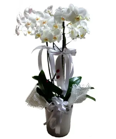 Weiße Orchidee mit drei Rispen
