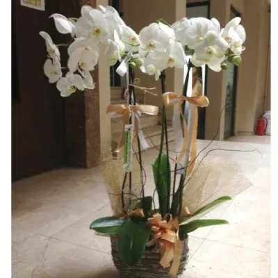 Weiße Orchidee mit 3 Rispen im Weidenkorb