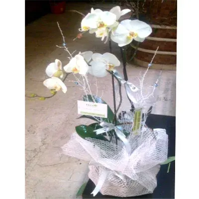 Weiße Orchidee in rosa Tüll