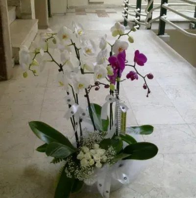 Arrangement aus weißen und lila Orchideen