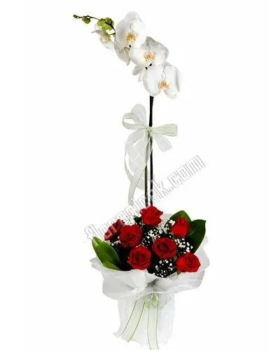 Weiße Orchidee mit einer Rispe und 7 roten Rosen, weiß verpackt