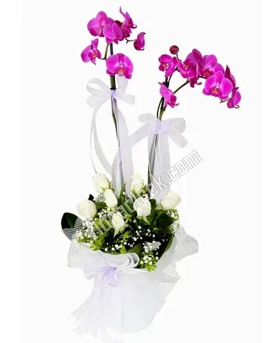 Fuchsia-Orchidee mit 7 weißen Rosen