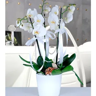 Weiße Orchidee mit 3 Rispen im weißen Keramiktopf