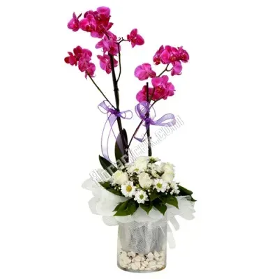 Fuchsia-Orchidee mit Margeriten im Glas