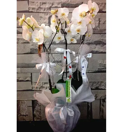 Weiße Orchidee mit 3 Rispen, Tüll und Perlen