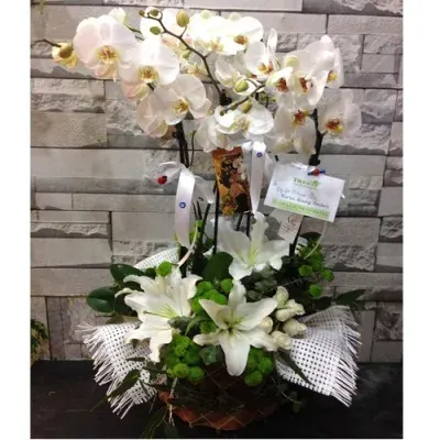 Korb mit weißer Orchidee (4 Rispen) und Lilien