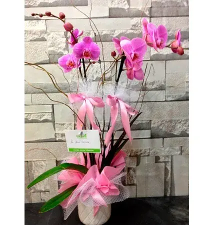 Fuchsia-Orchidee in rosa Tüll
