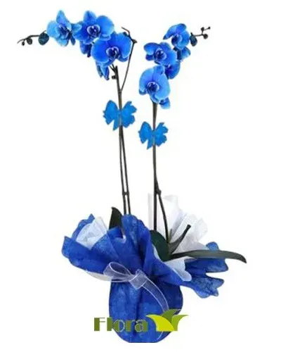 Blaue Orchidee mit zwei Rispen