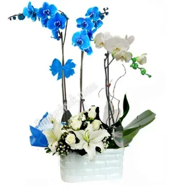 Arrangement aus blauen und weißer Orchidee (3 Rispen)