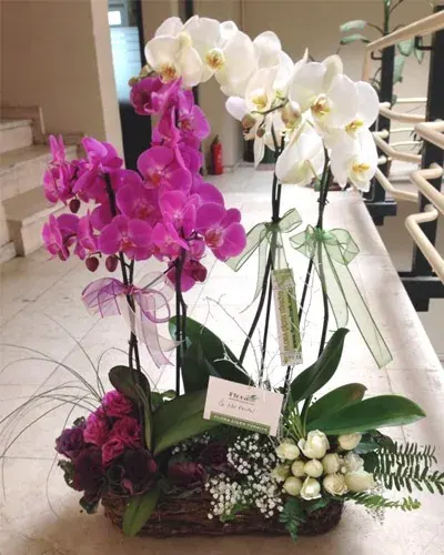 Korb mit rosa und weißen Orchideen