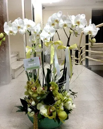 Weiße Orchideen mit grünem Cymbidium