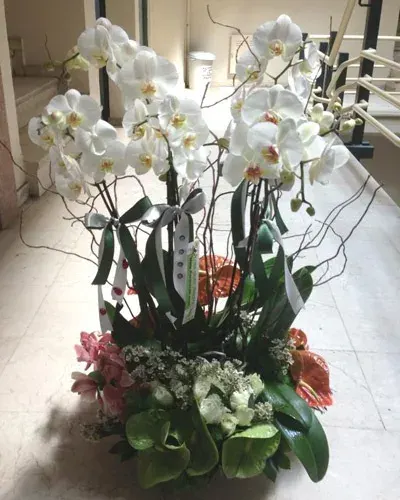 Weiße Orchideen mit Anthurien