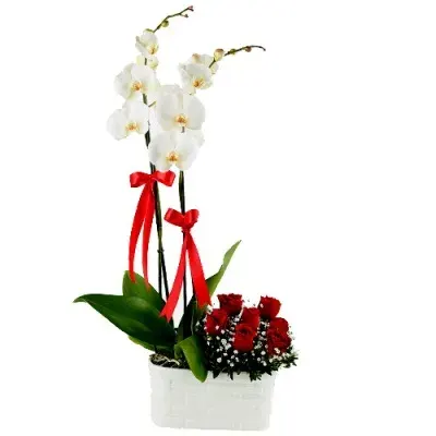 Weiße Orchidee und 7 rote Rosen mit roten Schleifen