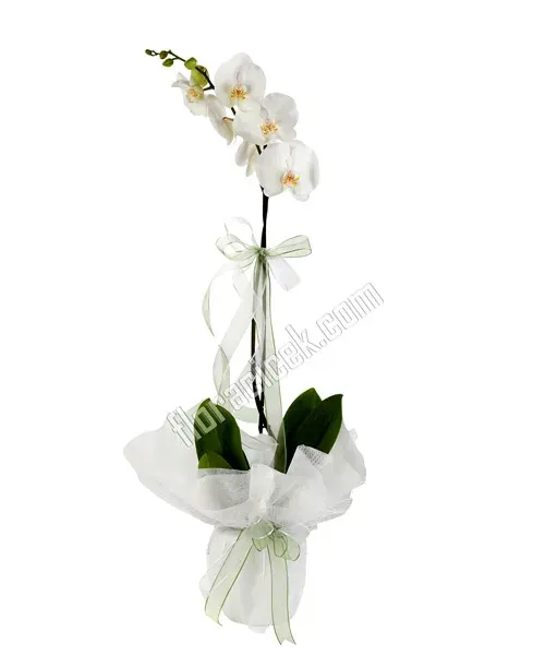 Weiße Orchidee mit einer Rispe