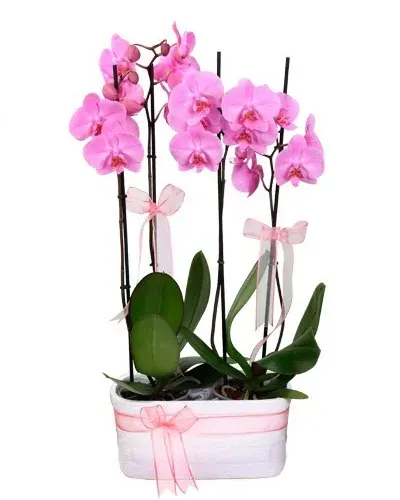Hellrosa Orchidee mit 4 Rispen in Keramik