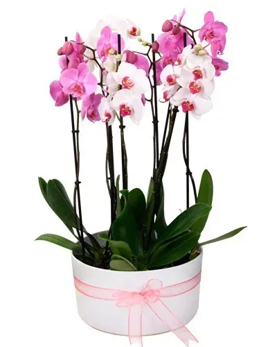 Rosa und weiße Orchideen in Keramik (6 Rispen)
