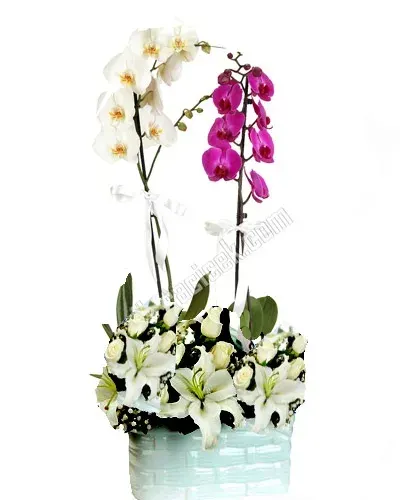 Lila und weiße Orchidee mit Lilien und Rosen