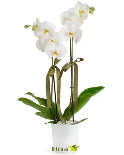Weiße Orchidee im weißen Topf (2 Rispen)