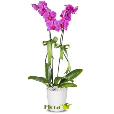 Fuchsiafarbene Orchidee im weißen Topf (2 Rispen)