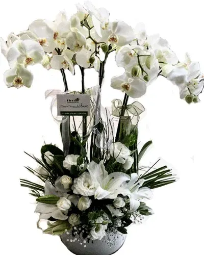 Weiße Orchidee (4 Rispen) mit weißen Blumen in breiter Keramik