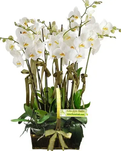 Weiße Orchidee mit 8 Rispen im Korb