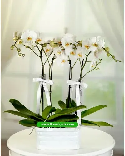 Weiße Orchidee mit 4 Rispen in Keramik