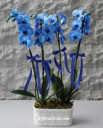 Blaue Orchidee mit 4 Rispen in Keramik