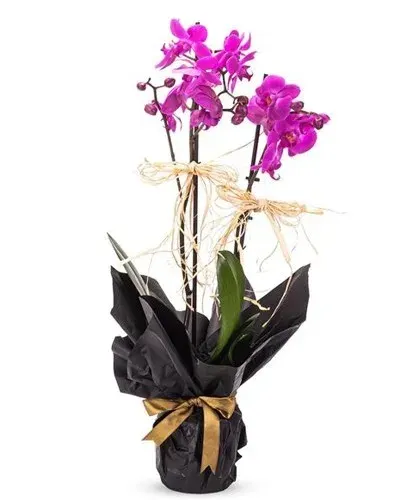 Lila Orchidee in schwarzer Verpackung