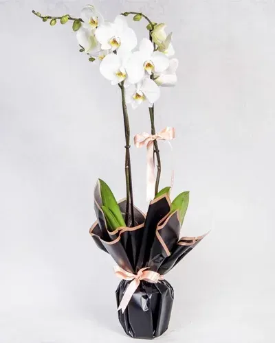 Weiße Orchidee in schwarzer Verpackung