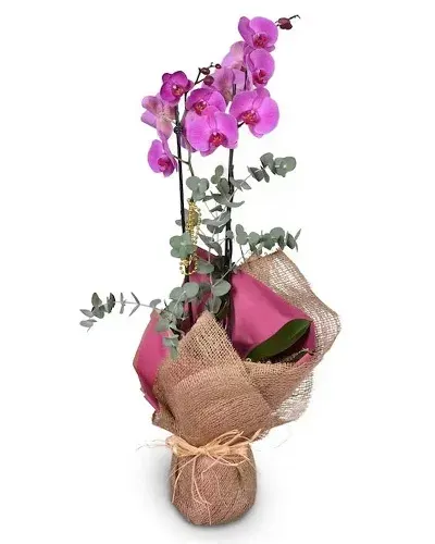 Rosa Orchidee mit Eukalyptus