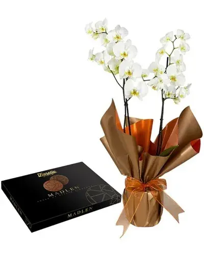 Weiße Orchidee mit Pralinen
