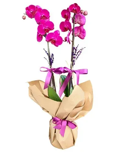 Fuchsia-Orchidee mit Lavendel