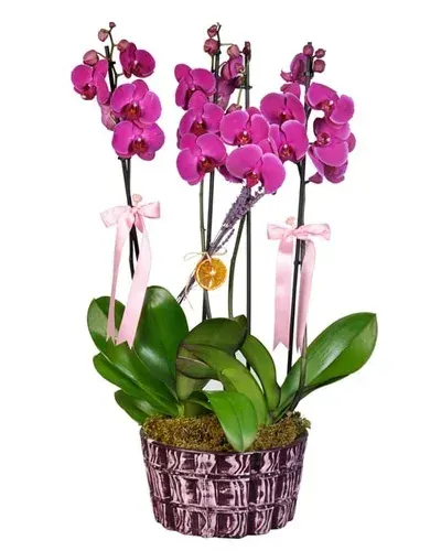 Rosa Orchidee mit 4 Rispen im runden Keramiktopf