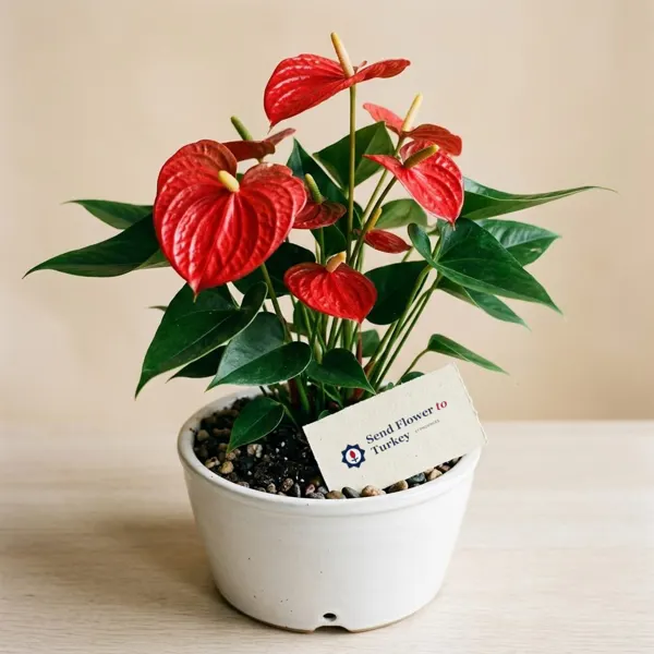 Anthurium Plant in a Pot