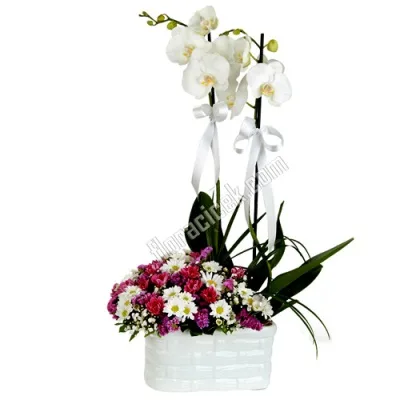 Weiße Orchidee mit Margeriten in Keramik