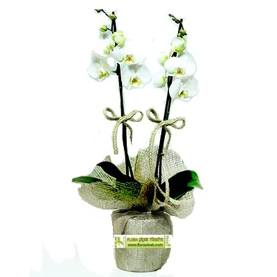 Weiße Orchidee in Jute-Verpackung