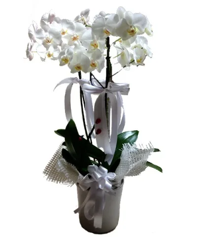 Weiße Orchidee mit drei Rispen