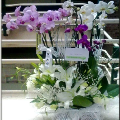 7-Stem Mixed Orchid Basket