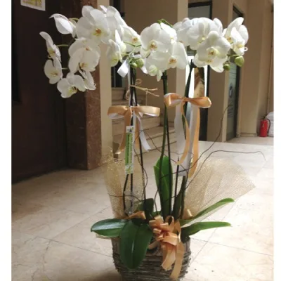 Weiße Orchidee mit 3 Rispen im Weidenkorb