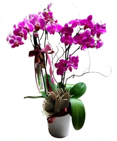 Fuchsia-Orchidee mit 3 Rispen in Keramik