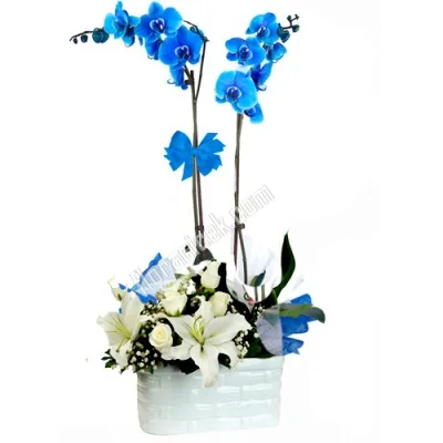 2-Stem Blue Orchid with White Flowers in Ceramic