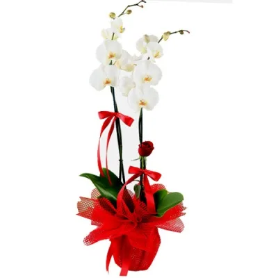 Weiße Orchidee (2 Rispen) mit einer roten Rose