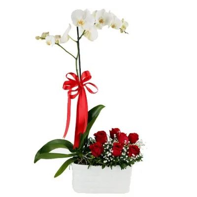 Weiße Orchidee mit einer Rispe und 7 roten Rosen in Keramik
