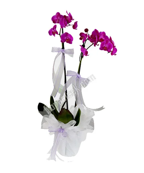 Fuchsia-Orchidee in weißer Verpackung